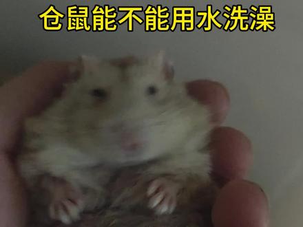 仓鼠洗澡教程#仓鼠宝宝的日常 #仓鼠🐹