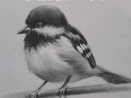 画一只超级简单可爱的小麻雀!#素描 #素描动物 #麻雀