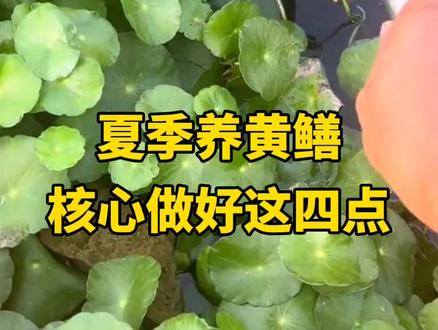 黄鳝养殖, 夏季养黄鳝,核心做好这四点#黄鳝 #黄鳝养殖 #水产养殖 #水产养殖技术 #夯爆了@抖音小助手 @抖音创作灵感 @抖音作者助手