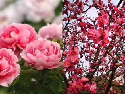 中国国花到底是牡丹?还是梅花?你选哪个?🌸 #中国国花 #梅花 #牡丹 #涨知识 #东方插花 @林派花道—林晓真