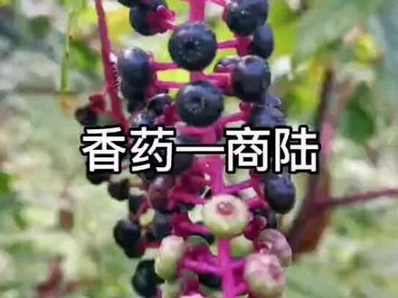 治脚气,用商陆!房前屋后常见的香药。#香亲会 #传统文化