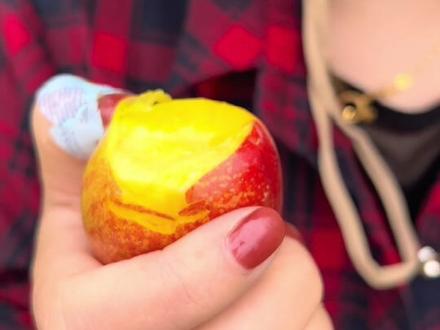 油桃,也叫桃驳李,西北地区也把野生的油桃称为“李光桃”。因为油桃的外表像李子一样光滑,但味道和口感都跟桃子相似,一直以来,人们都认为油桃和李子存在着某种说不清楚的关系,有一部分人认为油桃是把毛桃树嫁接到李子树上结出的果子;另一部分人认为油桃是桃和李的杂交种,你们认为呢?#抖音助农 #桃画山谷 #快来一起尝个鲜