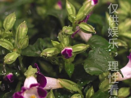 为何男人修行比女人难 #修行 #玄学 #传说