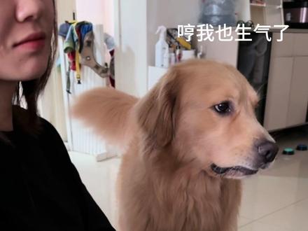 有点耐心但不多#我和我的狗 #抚慰犬的无语瞬间