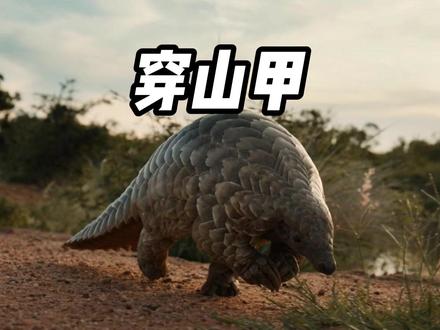 鳞甲下的呜咽:一只中华穿山甲的独白