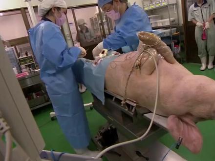 日本圈养大批“半人半猪”,猪体内长着人体器官,这真能救人?#半人半猪#科普#涨知识
