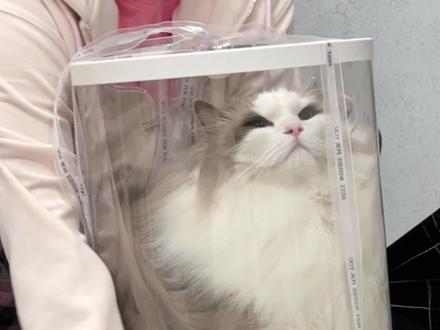 十寸大的五层猫咪蛋糕 #好想送它去上班 #万物可爱计划