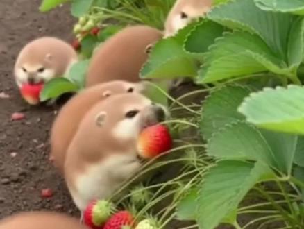 这小家伙可把🍓都给全吃了!话说这小家伙当宠物卖能卖钱吗?
#农村萌宠 #我的刀盾 #比比拉布 #猫meme #歪比巴卜