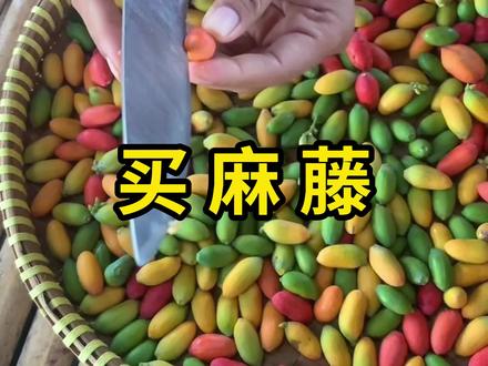买麻藤,果实可以做成薯片! #买麻藤 #科普 #涨知识