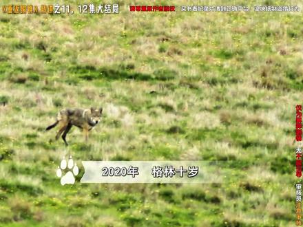 大家期待已久的大结局,来了,但是看之前一定准备好纸巾。。。。 #重返狼群 #重返狼群完整版