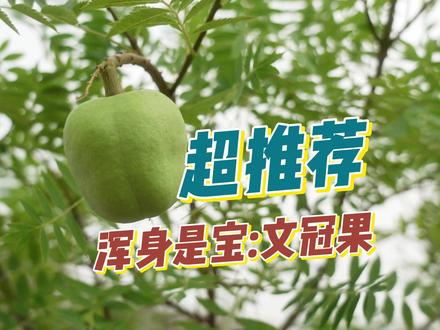 超推荐丨浑身是宝 : 文冠果 #恋乡骑行保定 #这么近那么美周末到河北