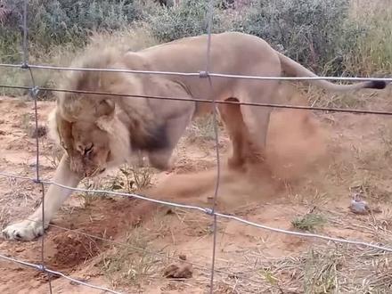 #狮子 #老虎 虎啸狮吼以及愤怒的咆哮声,赞吗?❤️#剪辑