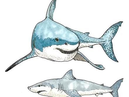 #我要上热门 画恐怖的噬人鲨,熟悉的名字叫大白鲨,重达3200公斤,食物链顶端存在#画画 #手绘