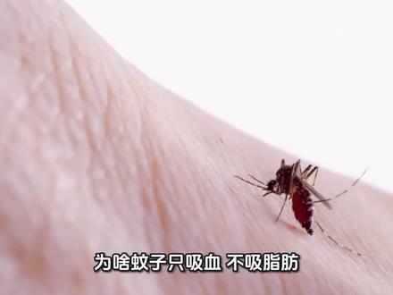为啥蚊子只吸血不吸脂肪? #有趣的知识又增长了