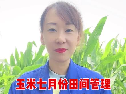 7月份,玉米田间管理最重要的两件事#分享农业知识帮农民增产增收 #传播农业小知识 #农业种植 #高产玉米 #三农