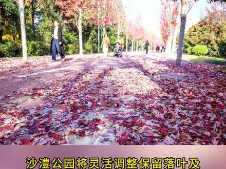 漯河沙澧公园开启,“落叶缓扫”模式。#漯河 #落叶