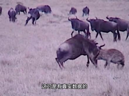 罕见的鬣狗单挑角马,这绝对是教科书级别的狩猎,鬣狗很猛