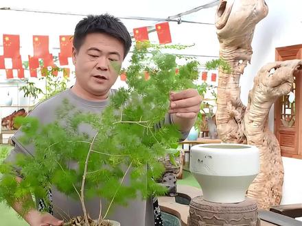 水培的蓬莱松,还是老桩的哟#花卉绿植 #水培植物 #养花人 #水培 #盆栽绿植