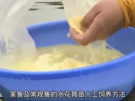 水花育苗及人工饲养方法#水产养殖 #三农 #鱼虾蟹养殖