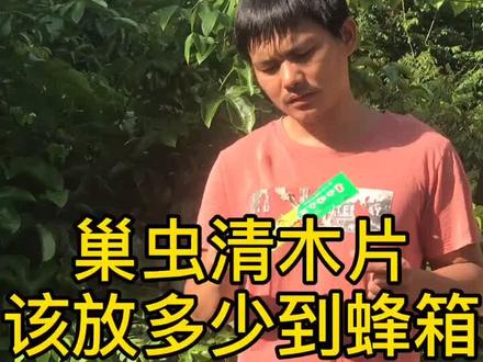巢虫清木片蜂箱里要放多少片合适呢