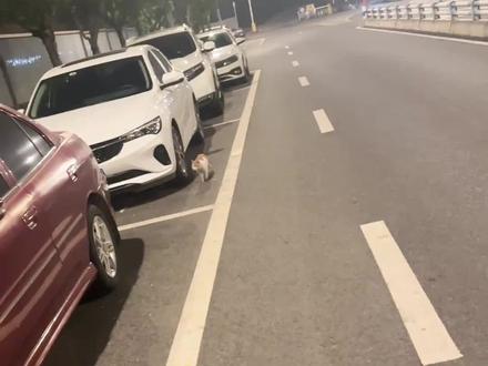 捡到猫了!一直跟着我走,实在不忍心丢下,咪今年冬天好过了!
#流浪猫 #捡猫