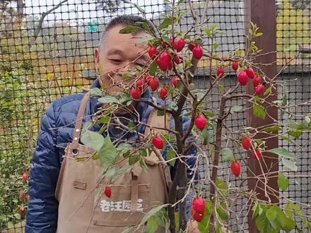 老汪盆景第152期:谈谈养老鸦柿的个人体会(这个视频有点长)#老鸦柿 #盆景 #老鸦柿盆景