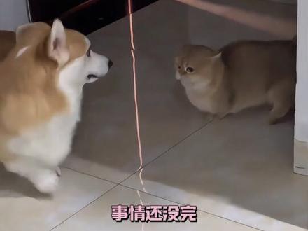 从来没想过泰迪可以坏到这种程度+#宠物 #泰迪 #万万没想到 #狗 @抖音小助手