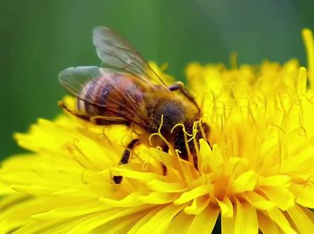 你见过蜜蜂拉粑粑吗?#科普 #健康 #蜂蜜 #同城热门