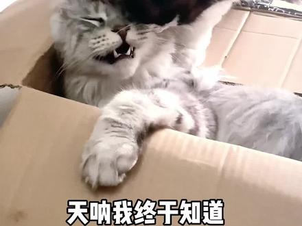 布偶猫翻身当老大只需要1年的时间!#布偶猫 #缅因猫 #猫咪打架 #铲屎官的乐趣 #萌宠出道计划