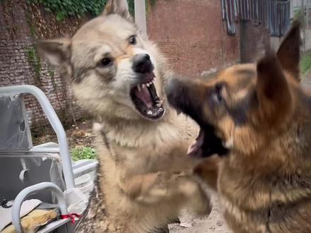 一岁三个月的刀疤 遇到四岁的牧羊犬#捷克狼犬 #德国牧羊犬