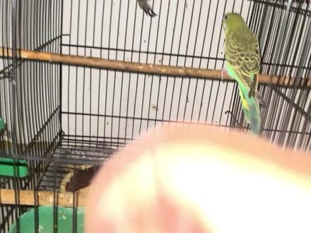 把笼养鸟变成手养鸟,只需一招让鹦鹉不怕手,训鹦鹉最简单办法 #训鸟 #鹦鹉 #训练鹦鹉 #宠物 #养鸟