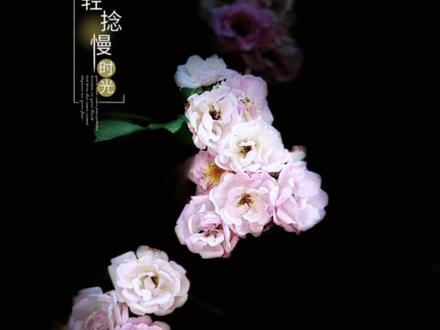 蔷薇花试试这样拍、简单易学还高级 #手机摄影 #拍摄技巧 #拍花技巧 #蔷薇花
