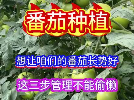 想让咱们的番茄长势好结果多,这三步管理千万不能偷懒#三农 #西红柿种植 #番茄种植交流 #蔬菜种植