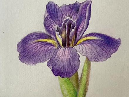 #鸢尾花,像一只迎风飞舞的小蝴蝶。
#彩铅 #手绘