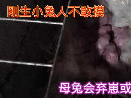 刚出生小兔不敢用手摸?不然母兔会弃崽会咬小兔,是这样吗 #肉兔养殖 #三农 #养兔技术