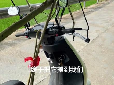 托鲁巴姆树也叫野茄子,最近在网上很火,听说可以嫁接辣椒和番茄,嫁接成活后具有多年生抗病强,今天在路边看见了一棵树形非常好看的,忍不住把它挖回来了。#托鲁巴姆砧木 #我的乡村生活 #我的抖音生活日记 #农村生活 #原创视频