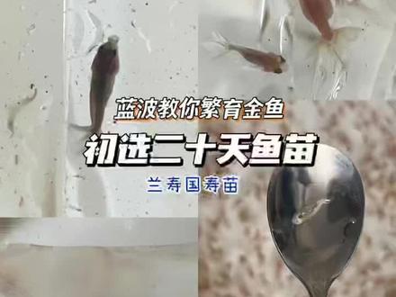 蓝波教你养鱼系列|繁育金鱼选苗之一选#兰寿 #养鱼日记 #金鱼 #繁殖金鱼