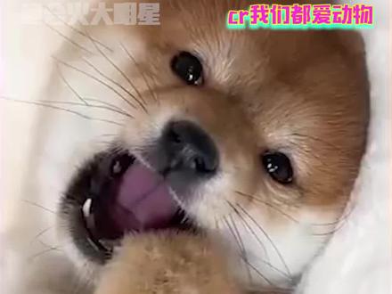 你的食物,曾是别人视如珍宝的家人#小狗#情感共鸣#世界不能没有小狗