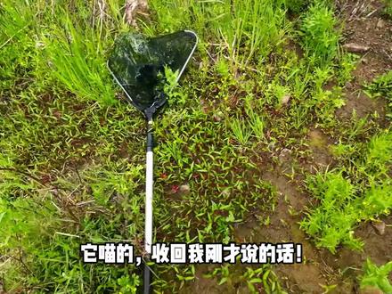 昨天在水底看到的发光物体,竟是小孩哥的宝贝,抽干水湾抓鱼啦 #三农 #户外 #抓鱼