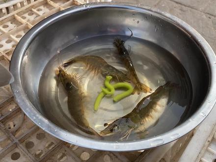 听说芥末可以让大虾吐虾线#热门 #文涛生活购物超市