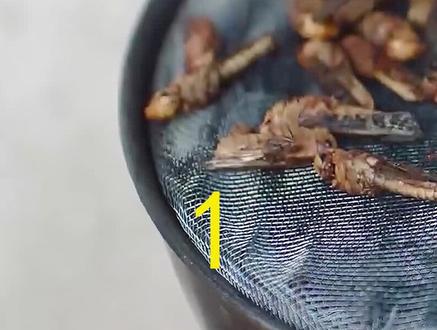 高冷女子用血养蝗虫,结果蝗虫变异#血色蝗灾