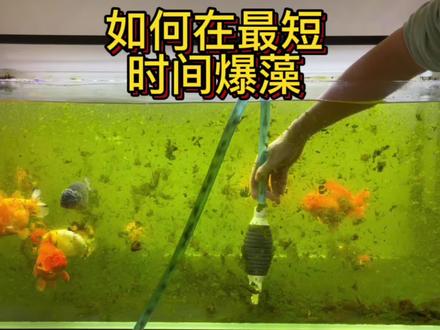 如何爆藻,暴藻期间该如何喂食,爆藻后期该如何维护#养鱼日记 #观赏鱼 #爆藻#绿苔清水 #兰寿