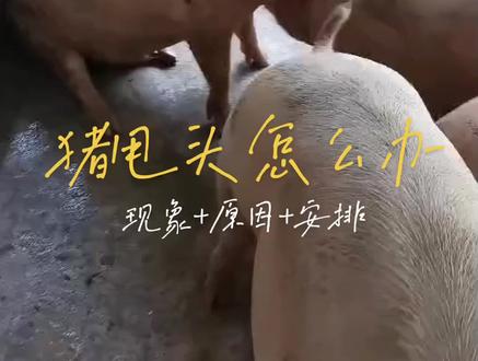 猪摇头怎么办?#畜牧兽医 #养猪 #动物医学