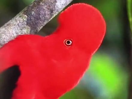 安第斯冠伞鸟拍摄#日常拍鸟 #第一视角 #野生动物保护 #野生动物零距离