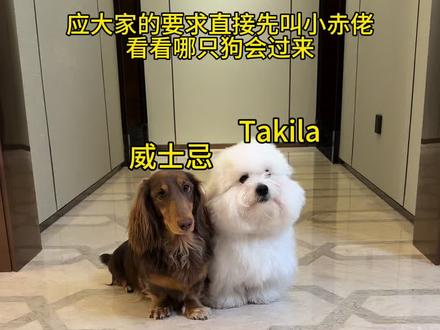 叫到谁吃谁就吃! #萌宠出道计划 #棉花面纱犬 #腊肠犬 #上海话 #狗狗