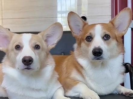 狗狗最喜欢被抚摸的六个部位,经常摸狗狗这几个部位,狗狗会非常爱你,最后一个很多人都不知道。#狗狗 #宠物知识 #养宠