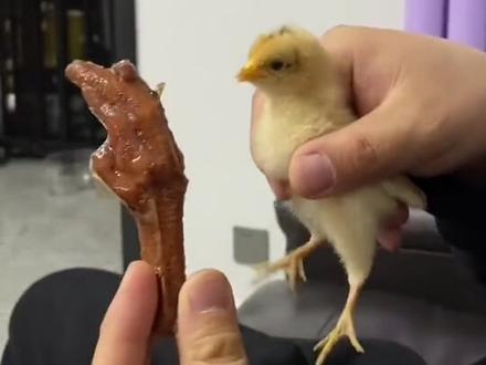 这是我最后一次上传元宝的视频 这里记录了它从出生到离开我们的点点滴滴最后带着孩子去和它告别 还希望大家抽出宝贵的时间看到最后 在此感谢@DOU+小助手