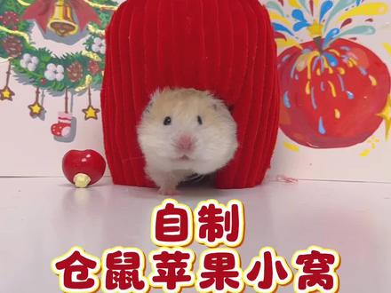 鼠鼠我呀住进苹果里啦! #青年创作者成长计划 #万物可爱计划 #我和它的365件小事 #蔡可爱爱仓鼠 #蔡可爱做手工