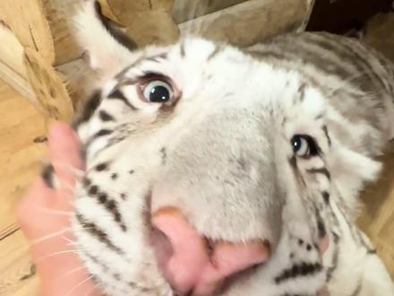 还是小时候乖呀 #宫百万 #白虎