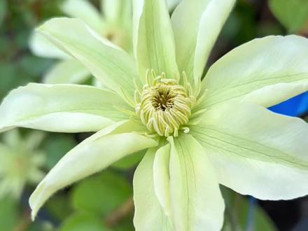 买花避坑之-铁线莲裸根